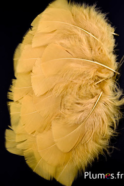 Dinde - 6-8 cm - sable-curry